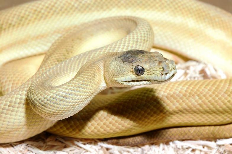 Inland carpet python morphs- Morelia spilota metcalfei. 